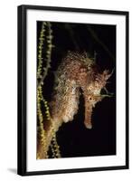 Pacific Seahorse (Hippocampus Ingens) Galapagos Islands, East Pacific Ocean-Franco Banfi-Framed Photographic Print