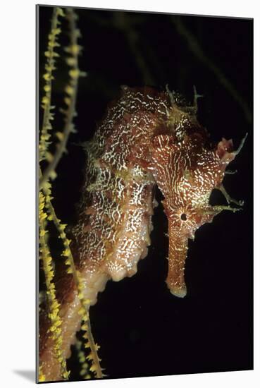 Pacific Seahorse (Hippocampus Ingens) Galapagos Islands, East Pacific Ocean-Franco Banfi-Mounted Photographic Print