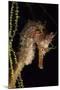 Pacific Seahorse (Hippocampus Ingens) Galapagos Islands, East Pacific Ocean-Franco Banfi-Mounted Photographic Print