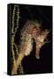 Pacific Seahorse (Hippocampus Ingens) Galapagos Islands, East Pacific Ocean-Franco Banfi-Framed Stretched Canvas