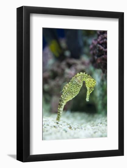 Pacific Seahorse-Richard T. Nowitz-Framed Photographic Print