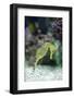 Pacific Seahorse-Richard T. Nowitz-Framed Photographic Print