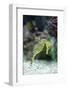 Pacific Seahorse-Richard T. Nowitz-Framed Photographic Print