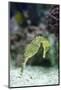 Pacific Seahorse-Richard T. Nowitz-Mounted Photographic Print