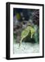 Pacific Seahorse-Richard T. Nowitz-Framed Photographic Print