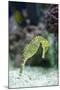 Pacific Seahorse-Richard T. Nowitz-Mounted Photographic Print