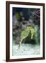 Pacific Seahorse-Richard T. Nowitz-Framed Photographic Print