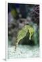 Pacific Seahorse-Richard T. Nowitz-Framed Photographic Print