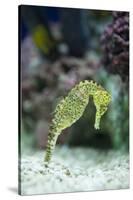 Pacific Seahorse-Richard T. Nowitz-Stretched Canvas