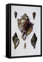 Pacific Shells: 1 Murex Brassica-null-Framed Stretched Canvas