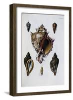 Pacific Shells: 1 Murex Brassica-null-Framed Giclee Print