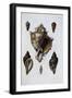 Pacific Shells: 1 Murex Brassica-null-Framed Giclee Print