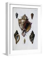 Pacific Shells: 1 Murex Brassica-null-Framed Giclee Print