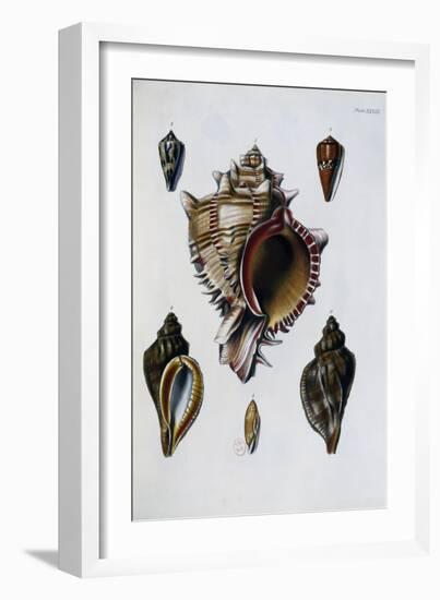 Pacific Shells: 1 Murex Brassica-null-Framed Giclee Print