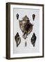 Pacific Shells: 1 Murex Brassica-null-Framed Premium Giclee Print