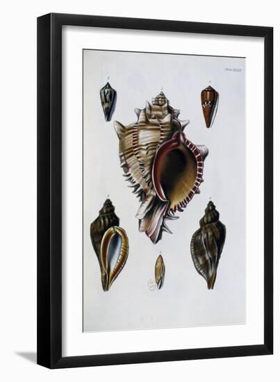 Pacific Shells: 1 Murex Brassica-null-Framed Premium Giclee Print