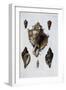 Pacific Shells: 1 Murex Brassica-null-Framed Premium Giclee Print