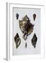 Pacific Shells: 1 Murex Brassica-null-Framed Giclee Print