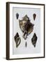 Pacific Shells: 1 Murex Brassica-null-Framed Giclee Print