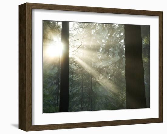 Pacific Temperate Rainforest, Stanley Park, British Columbia-Paul Colangelo-Framed Photographic Print