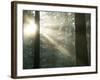 Pacific Temperate Rainforest, Stanley Park, British Columbia-Paul Colangelo-Framed Photographic Print