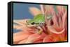 Pacific Tree Frog in Dahlia-Darrell Gulin-Framed Stretched Canvas