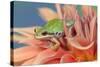 Pacific Tree Frog in Dahlia-Darrell Gulin-Stretched Canvas