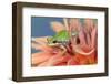 Pacific Tree Frog in Dahlia-Darrell Gulin-Framed Photographic Print