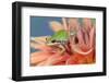 Pacific Tree Frog in Dahlia-Darrell Gulin-Framed Photographic Print