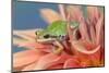 Pacific Tree Frog in Dahlia-Darrell Gulin-Mounted Photographic Print