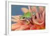 Pacific Tree Frog in Dahlia-Darrell Gulin-Framed Photographic Print