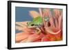 Pacific Tree Frog in Dahlia-Darrell Gulin-Framed Photographic Print