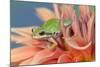 Pacific Tree Frog in Dahlia-Darrell Gulin-Mounted Photographic Print