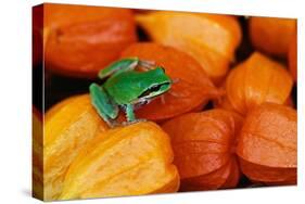 Pacific Tree Frog on Chinese Lantern Flowers-Darrell Gulin-Stretched Canvas