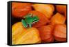 Pacific Tree Frog on Chinese Lantern Flowers-Darrell Gulin-Framed Stretched Canvas