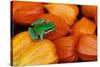 Pacific Tree Frog on Chinese Lantern Flowers-Darrell Gulin-Stretched Canvas