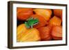 Pacific Tree Frog on Chinese Lantern Flowers-Darrell Gulin-Framed Photographic Print