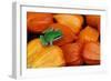 Pacific Tree Frog on Chinese Lantern Flowers-Darrell Gulin-Framed Photographic Print