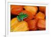 Pacific Tree Frog on Chinese Lantern Flowers-Darrell Gulin-Framed Photographic Print