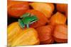 Pacific Tree Frog on Chinese Lantern Flowers-Darrell Gulin-Mounted Photographic Print