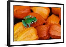 Pacific Tree Frog on Chinese Lantern Flowers-Darrell Gulin-Framed Photographic Print