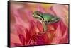 Pacific Tree Frog on Dahlia-Darrell Gulin-Framed Stretched Canvas