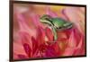 Pacific Tree Frog on Dahlia-Darrell Gulin-Framed Photographic Print