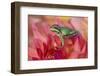 Pacific Tree Frog on Dahlia-Darrell Gulin-Framed Photographic Print