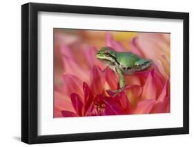 Pacific Tree Frog on Dahlia-Darrell Gulin-Framed Photographic Print