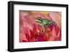 Pacific Tree Frog on Dahlia-Darrell Gulin-Framed Photographic Print
