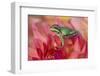 Pacific Tree Frog on Dahlia-Darrell Gulin-Framed Photographic Print