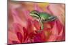 Pacific Tree Frog on Dahlia-Darrell Gulin-Mounted Photographic Print