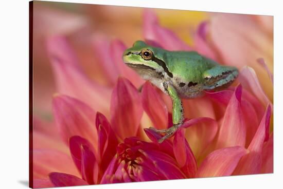 Pacific Tree Frog on Dahlia-Darrell Gulin-Stretched Canvas