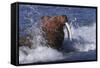 Pacific Walrus in Surf-W. Perry Conway-Framed Stretched Canvas